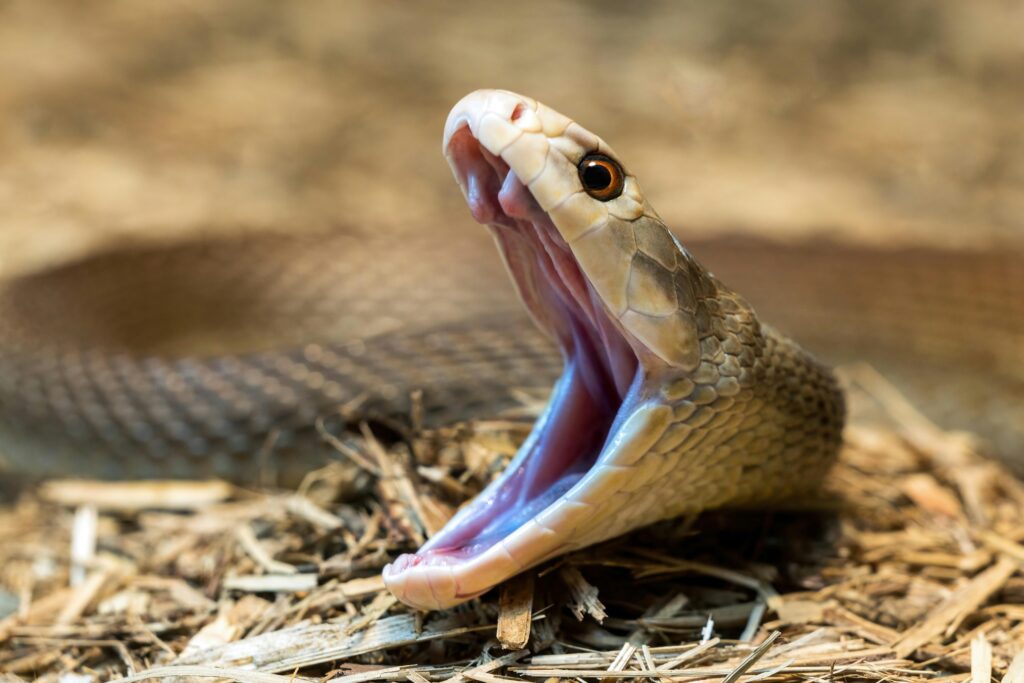 Photo inspiration: Gallery Detail: What Do Snakes Eat The Complete Guide To Snake Diets